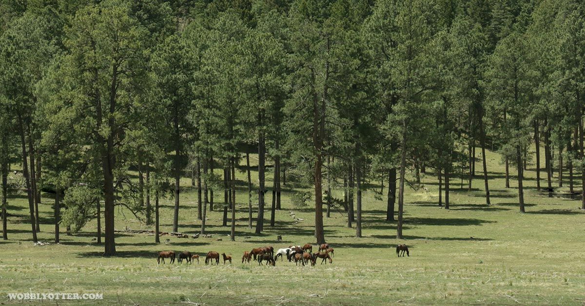 Horses in the mountains and forest in the Cloudcroft, NM area
