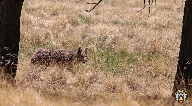 Coyote in the Valles Caldera National Preserve