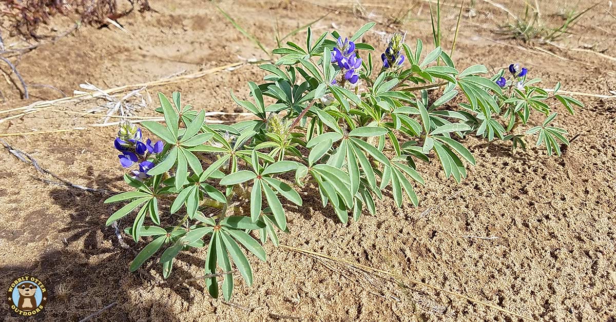 bluebonnets in the sands along the Canadian River