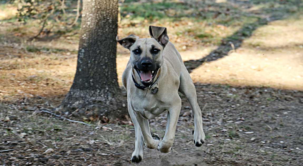 Viva - the Black Mouth Cur