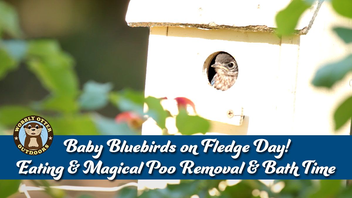  Bluebird Babies Fledge Day