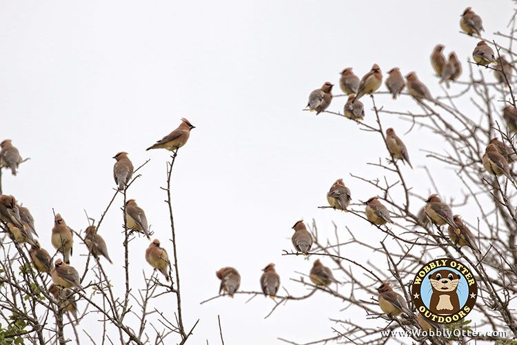 Cedar Waxwing - One of Many