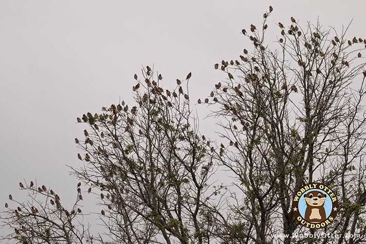 Flock of Cedar Waxwing in Liveoak Tree