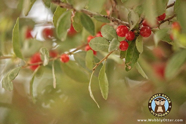 Yaupon Holly Berry - closer view