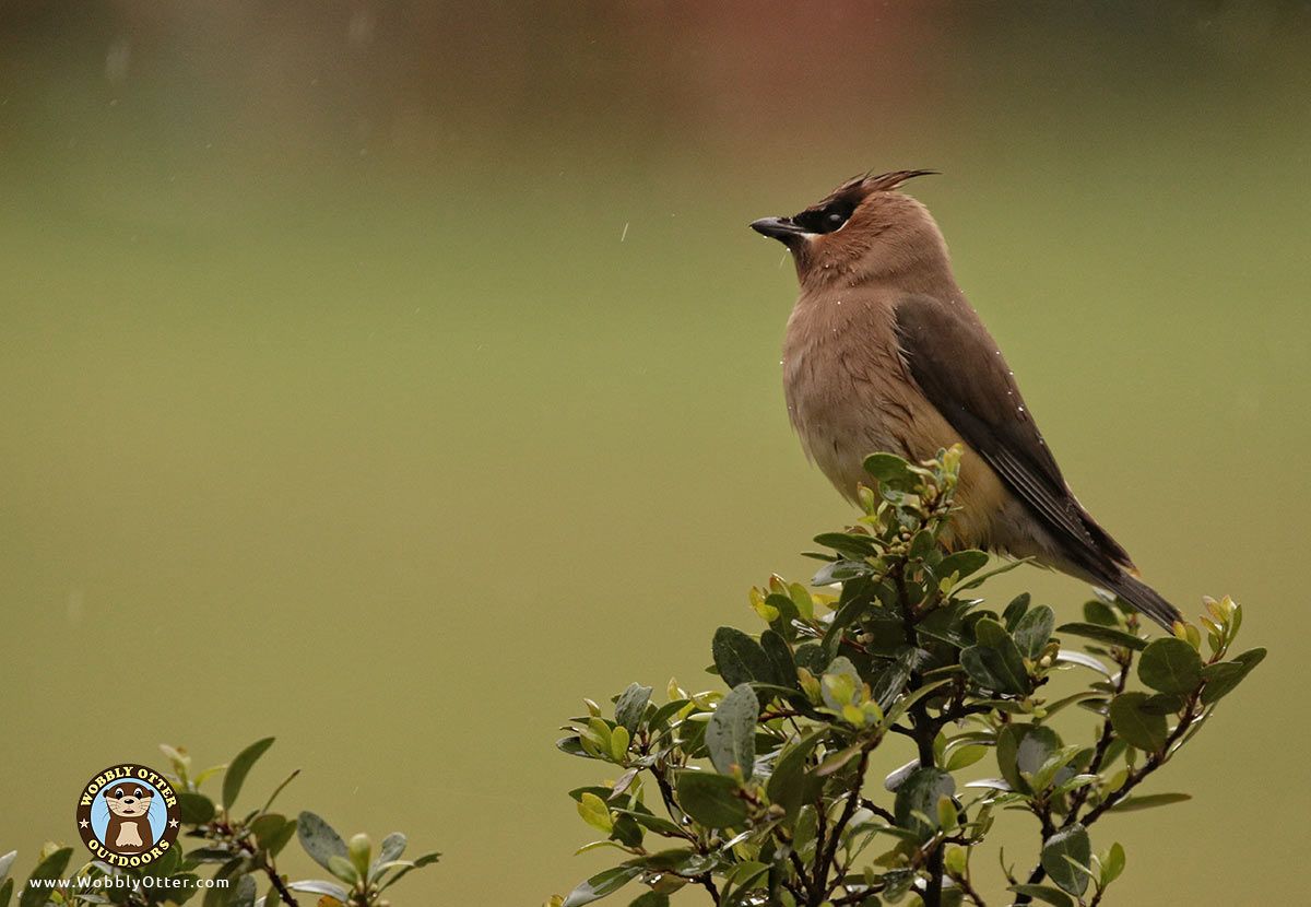 Cedar Waxwing in Yaupon Holly during light rain