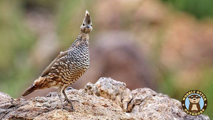 Scaled Quail at Big Bend Ranch State Park #3853