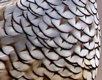 Scaled Quail Feathers Close-Up