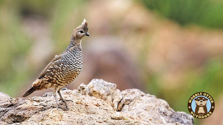 Scaled Quail at Big Bend Ranch State Park #3854