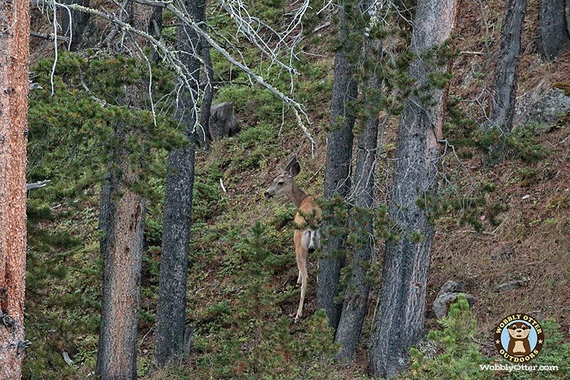 Mule Deer Doe, Bighorn National Forest, Wyoming