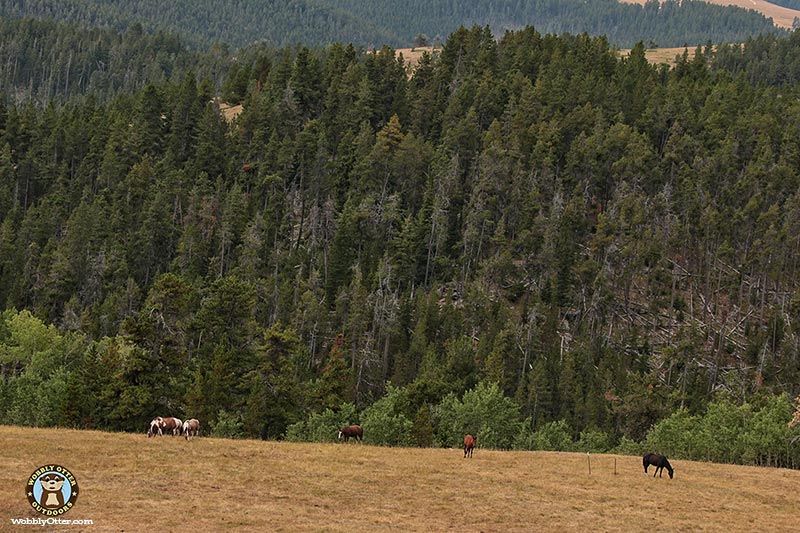 Horses, Bighorn National Forest, Wyoming