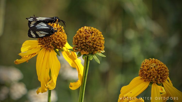 police car moths Gnophaela vermiculata on yellow flower