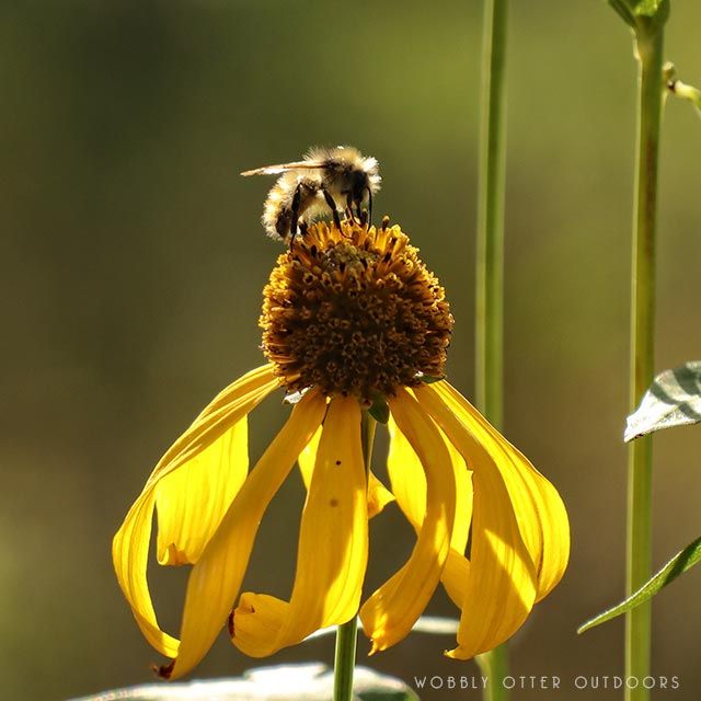 bee on yellow flower