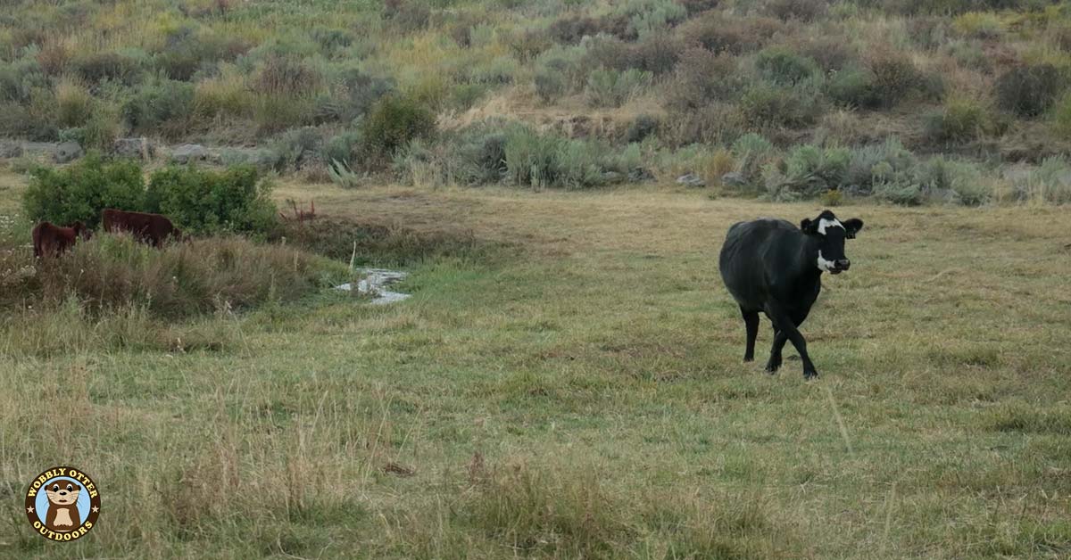 cattle
