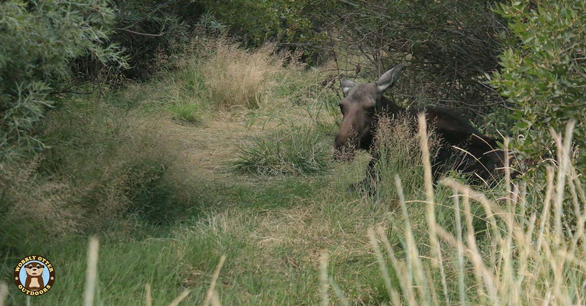 moose in Sublett Campground, Sawtooth National Forest