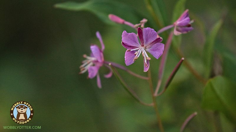 Purple flower on the bank of Swan Creek