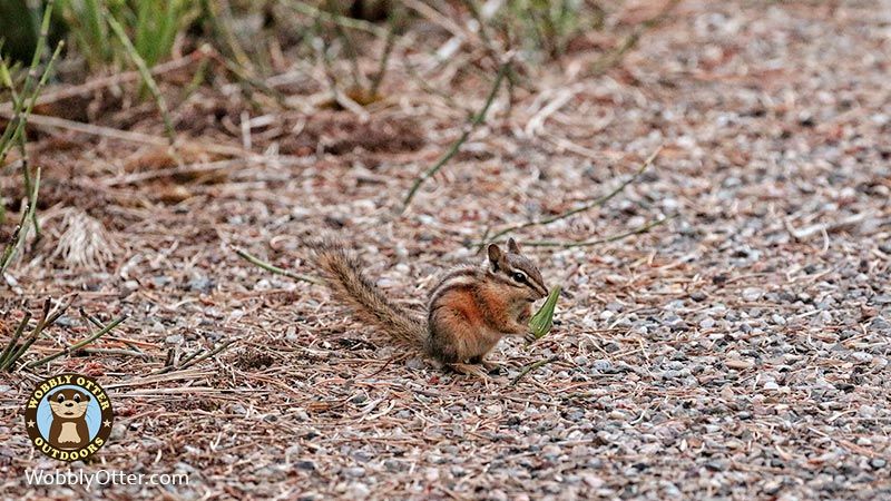 Chipmunk at Swan Creek Campground in the Gallating National Forest of Montana