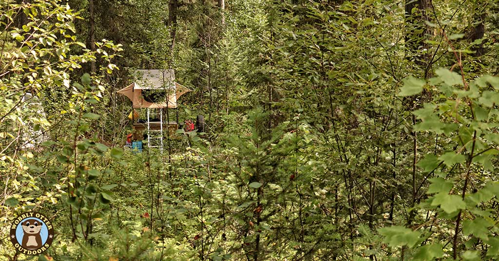 Our rooftop tent looks like a tree house.