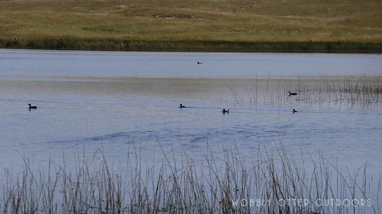 nebraska crescent lake natl wildlife refuge