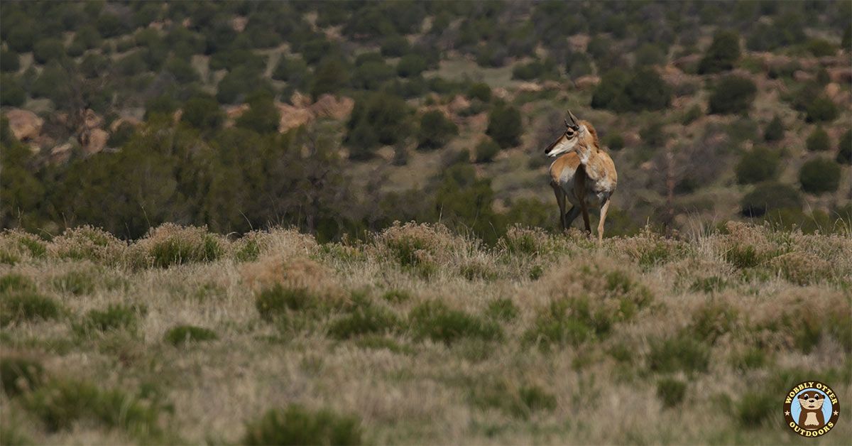 Antelope in the Kiowa National Grasslands