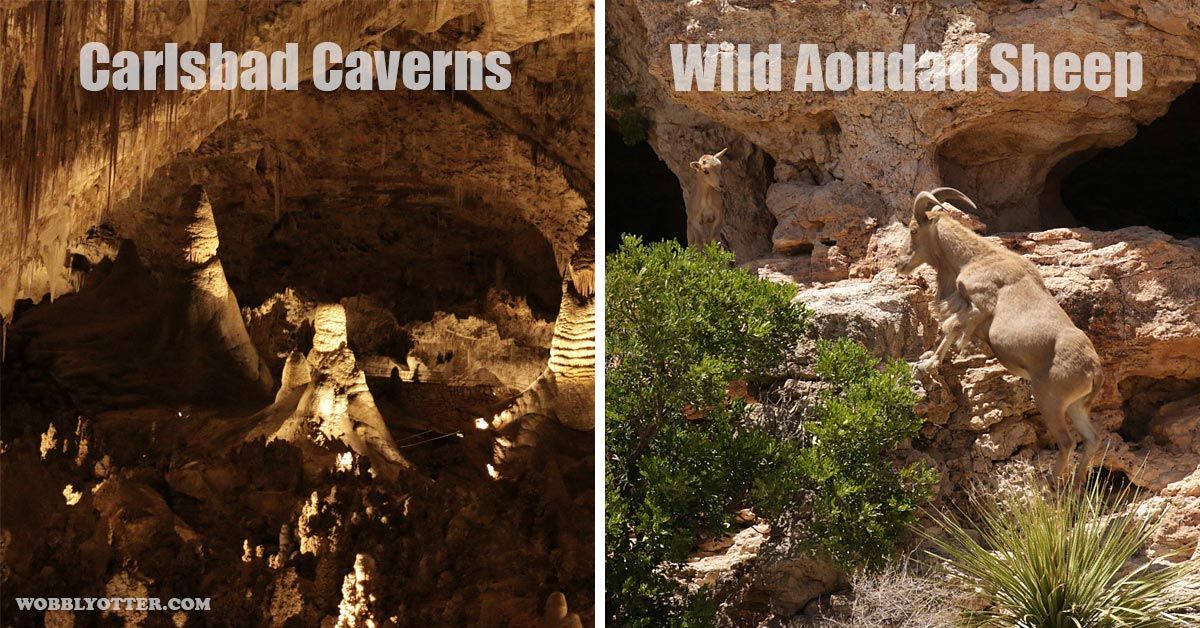 Carlsbad Caverns & Aoudad/Barbary Sheep