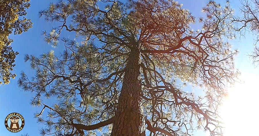 Ponderosa Pine along Pine Tree Loop Trail
