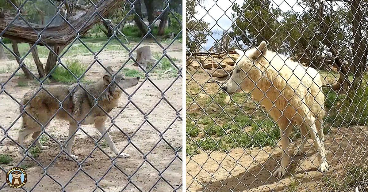 Wild Spirit Wolf Sanctuary