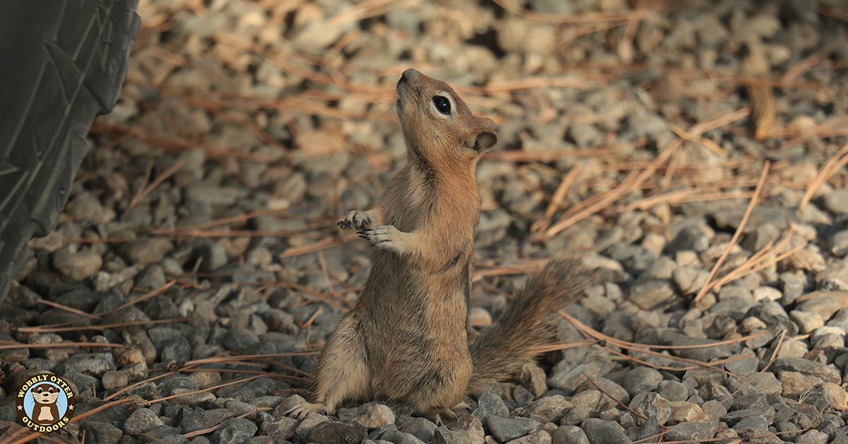 Chipmunk in Union Creek Campground, Oregon