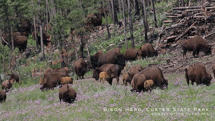 bison herd custer state park