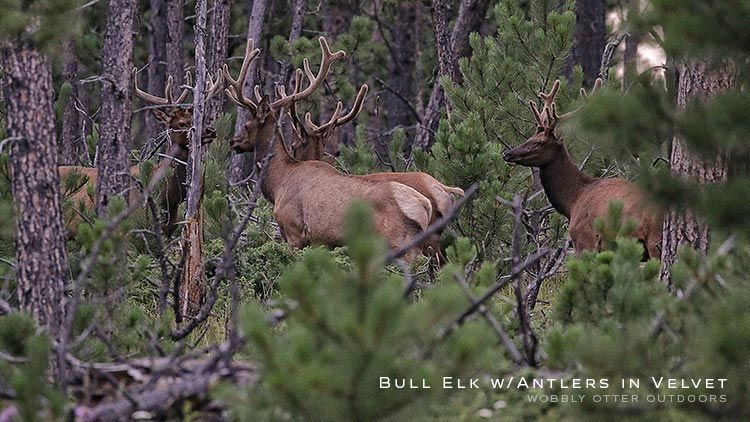 Bull Elk with Antlers in Velvet - Black Hills National Forest, South Dakota
