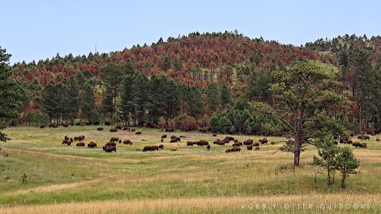 custer state park buffalo