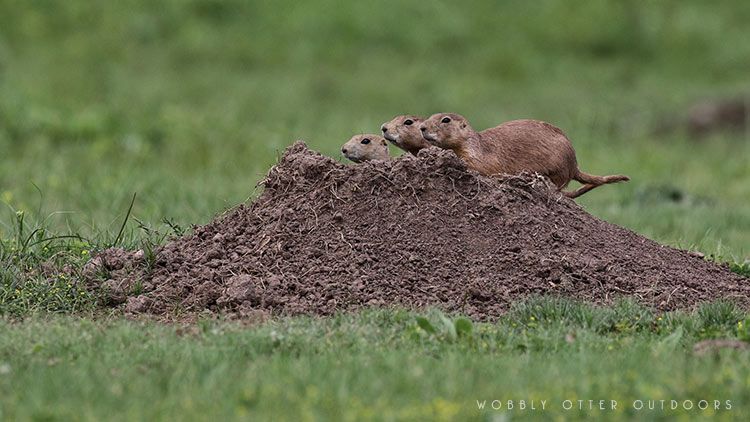 custer state park prairie dogs