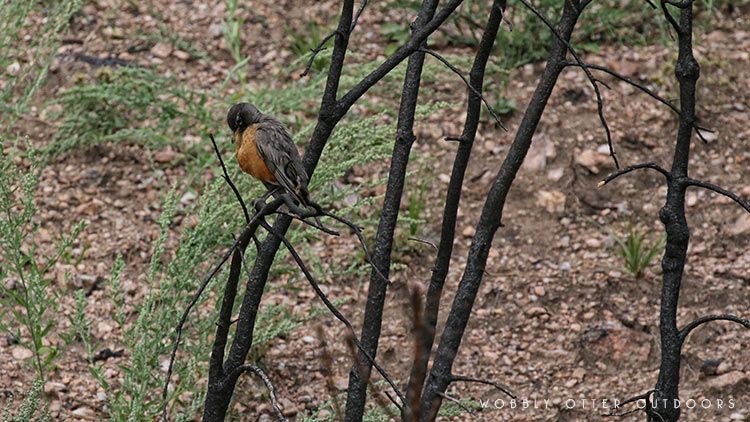 custer state park - Robin in Burned Tree