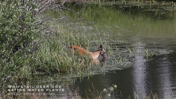 whitetail doe eats water plants in river