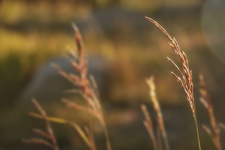 grass Flat Canyon CG Manti LaSal Natl Forest