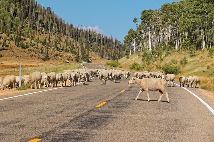IMG 8108 sheep cross road leaving camp Manti LaSal Natl Forest Utah 750w