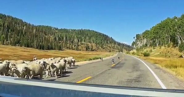 sheep dogs in Flat Canyon, Utah