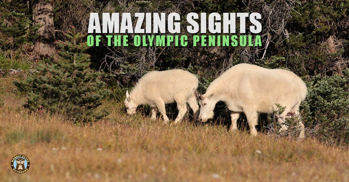 Mountain Goats on Hurricane Ridge, Olympic National Park