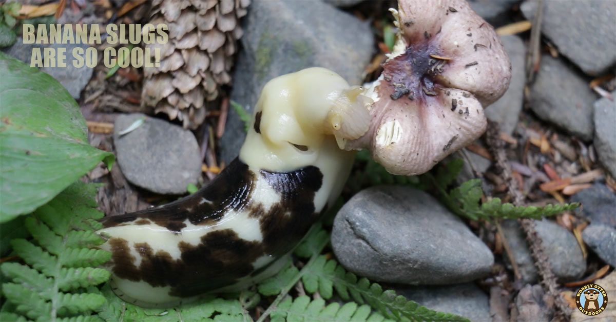  banana slug eating mushroom