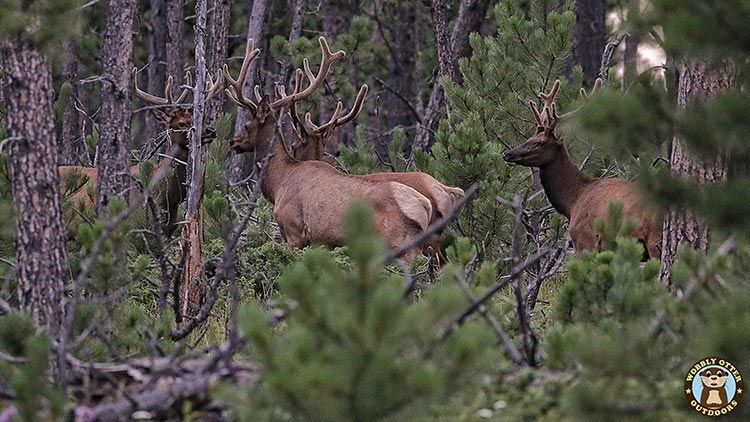 Bull Elk