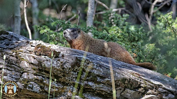 Marmot