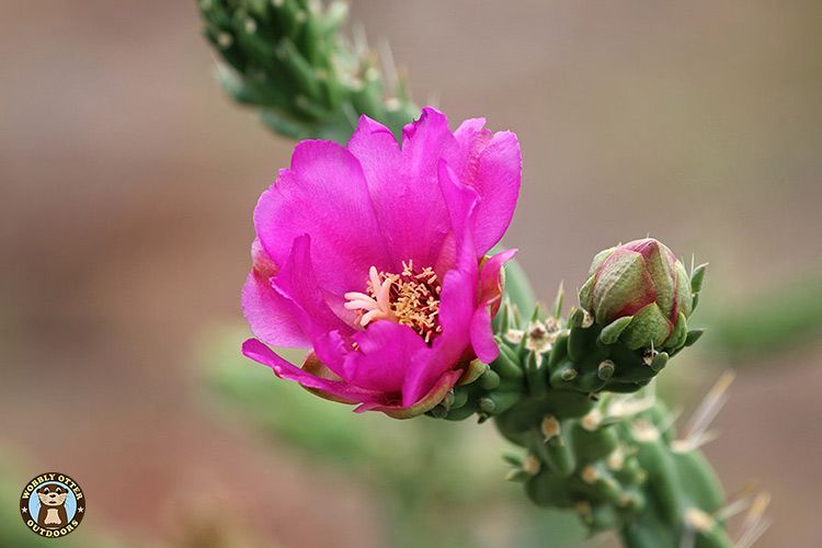 Cactus Flower