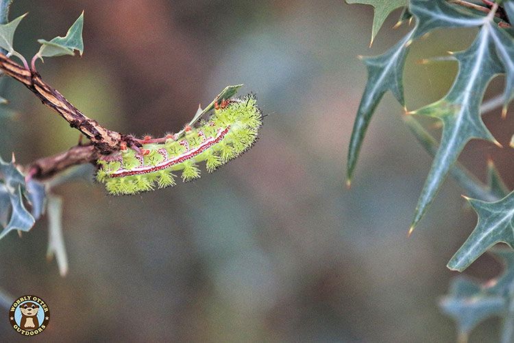 Caterpillar