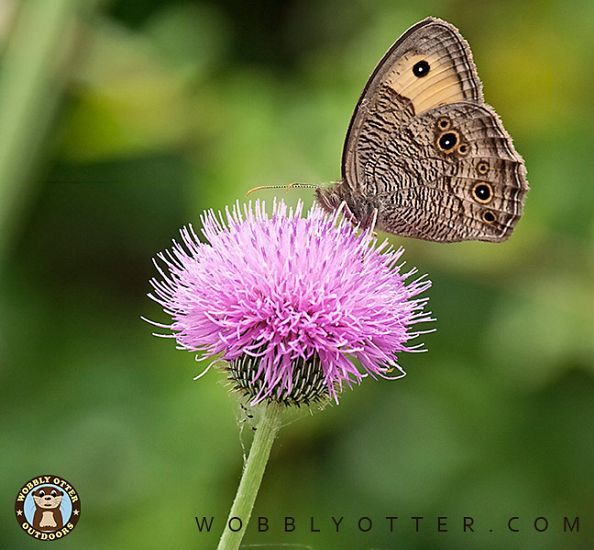 Common Wood Nymph Butterfly