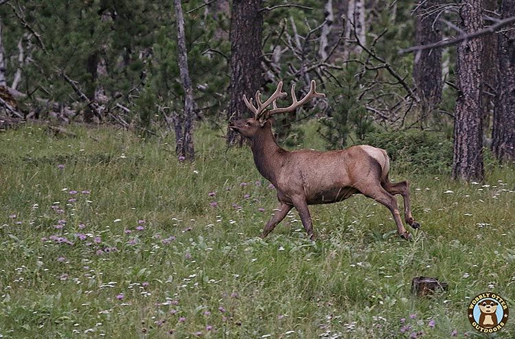 Bull Elk