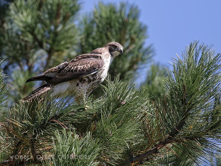 Red-Tailed Hawk