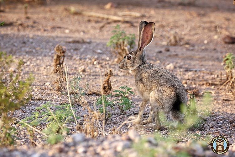 Jackrabbit