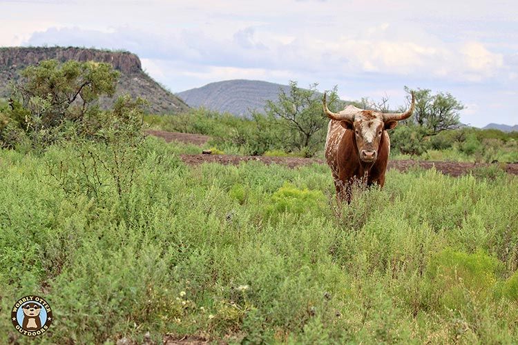 Longhorn Bull