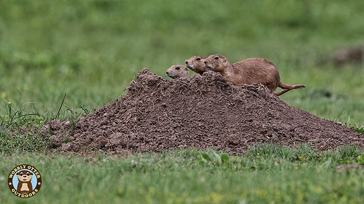 Prairie Dogs