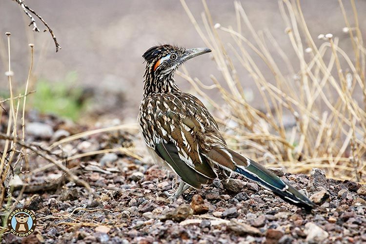 Roadrunner