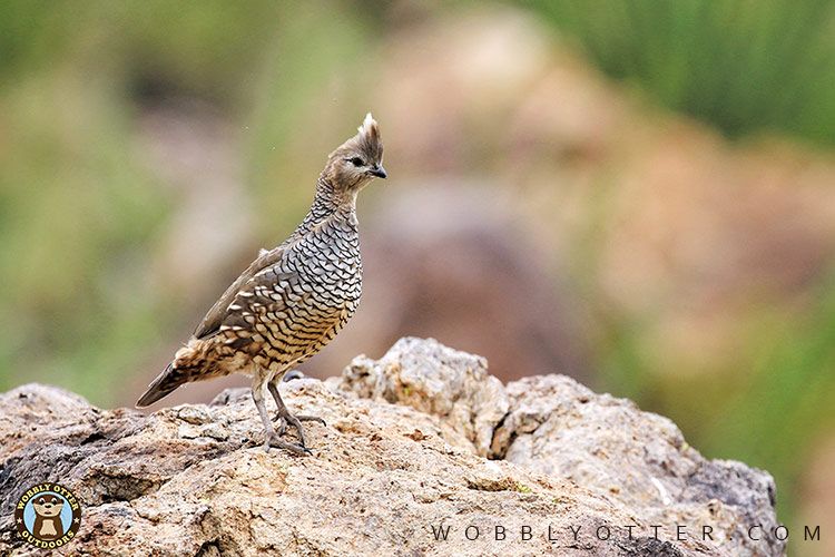 Scaled Quail